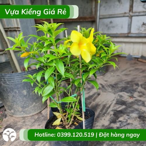 Cây Huỳnh Anh Hoa Vàng