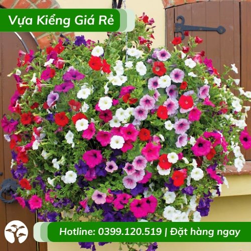 Cây dạ yến thảo nhiều màu trồng chậu treo