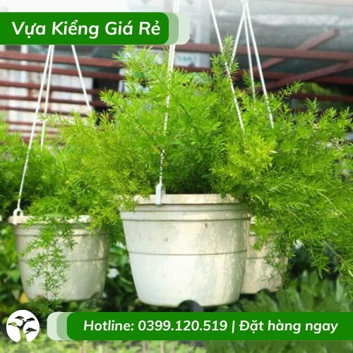 Cây thiên môn đông chậu treo (trúc thiên môn)