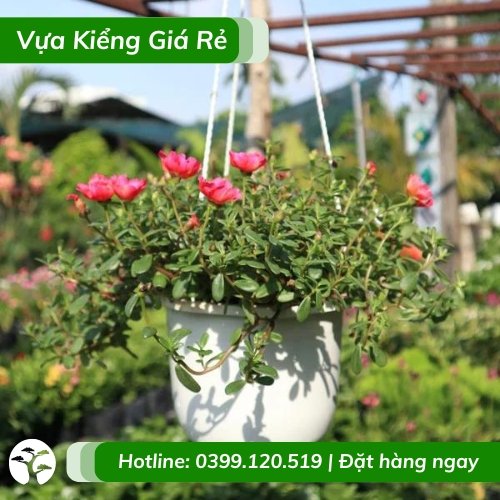 Cây hoa mười giờ nhiều màu trồng chậu treo ban công