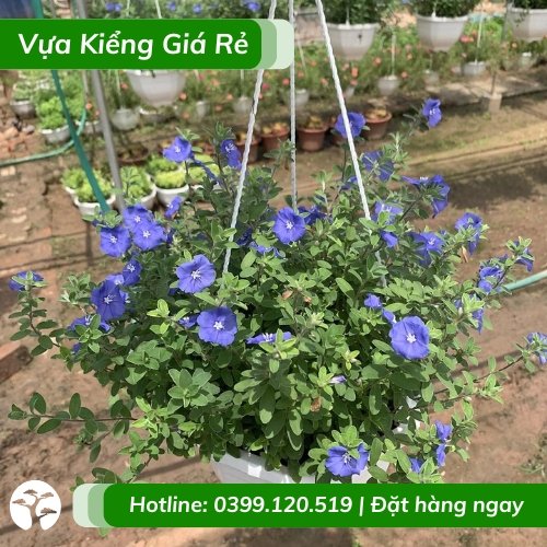 Cây thanh tú chậu treo (hoa màu tím)