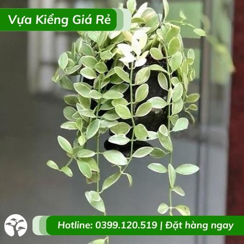 Cây lan hạt dưa cẩm thạch chậu treo