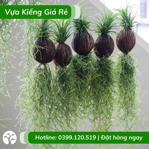 Cây không khí tóc tiên