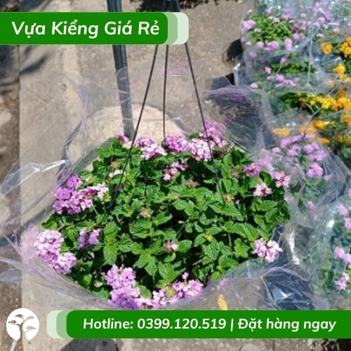 Cây trâm ổi tím chậu treo (hoa quanh năm)