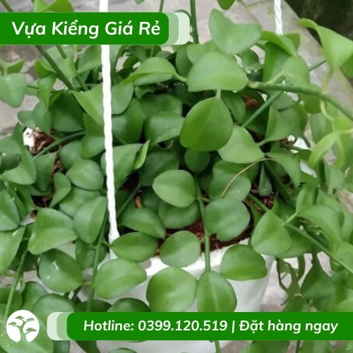 Cây đô la trồng chậu treo trước nhà