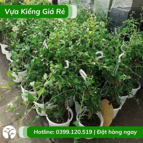 Cây cúc tần ấn độ chậu treo trên giàn