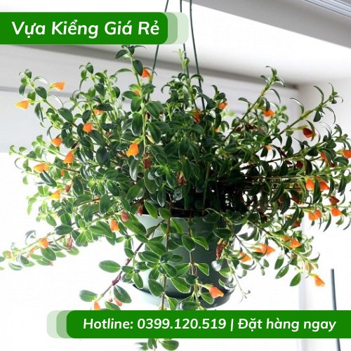 Cây cá vàng chậu treo – hoa màu cam đỏ