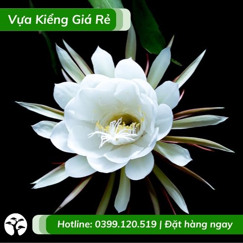 Cây hoa quỳnh trắng (chậu nhựa treo)