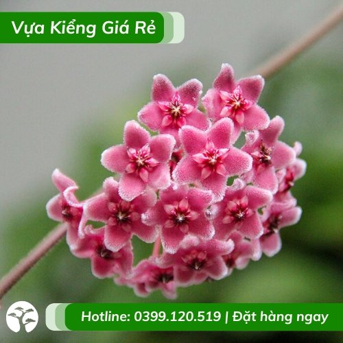 Cây lan cẩm cù lá tim hoa màu hồng