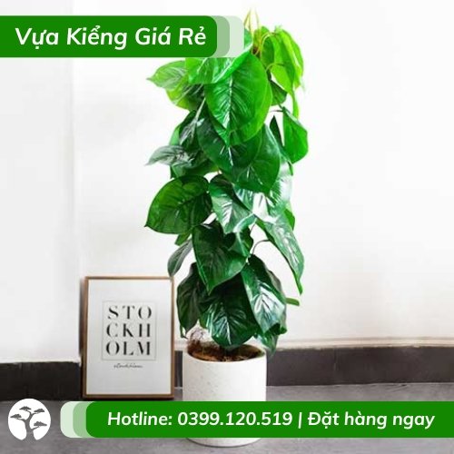 Cây trầu bà leo cột – cây nội thất lọc không khí
