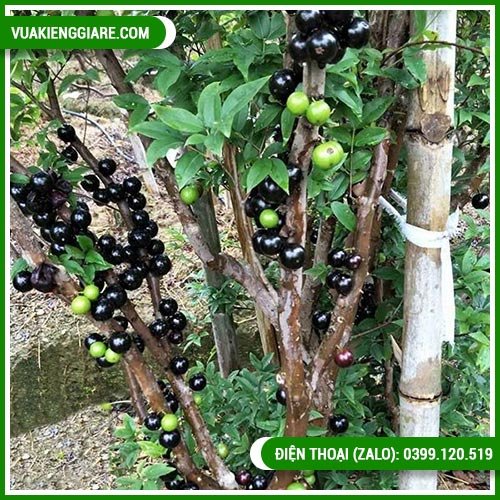 Cây nho thân gỗ tứ quý sum suê giống tốt nhiều quả
