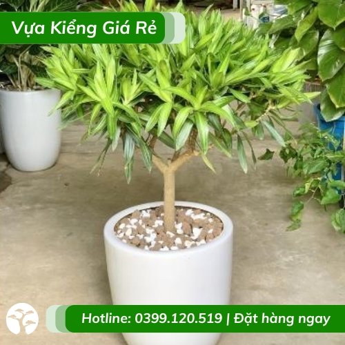 Cây trúc bách hợp dáng tree tán dù trồng chậu nội thất