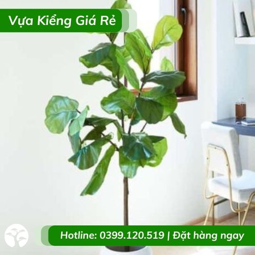 Cây bàng singapore – bàng lá to sang trọng
