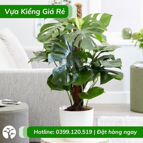 Cây trầu bà Nam Mỹ leo cột trồng chậu trang trí trong nhà