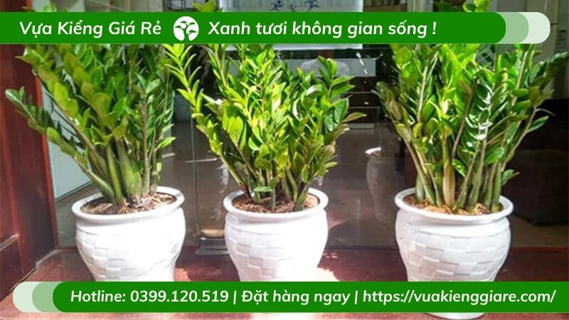 Cây kim tiền trồng chậu cao 1m2