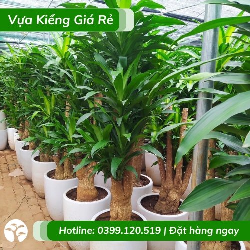 Cây phát tài gốc cổ thụ – thiết mộc trồng chậu nội thất