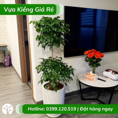 Chậu Cây hạnh phúc 2 tầng