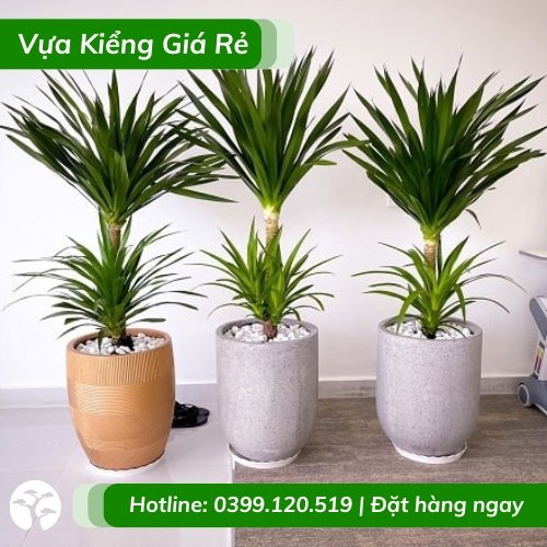 Cây phát tài núi 2 tầng – chậu nội thất phong thủy tốt