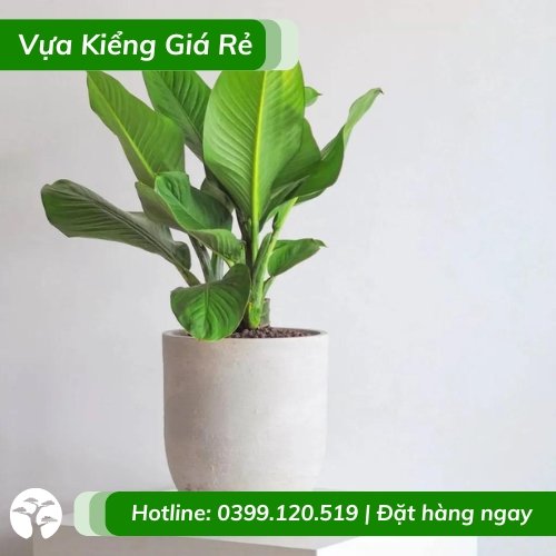 Đại phú gia – chậu cây nội thất ý nghĩa