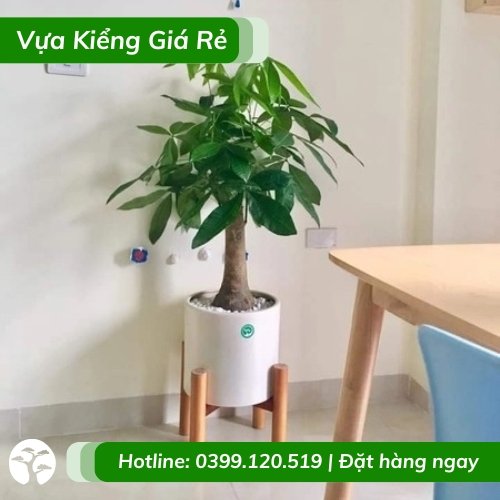 Chậu Cây kim ngân nhất trụ trang trí văn phòng nhà ở