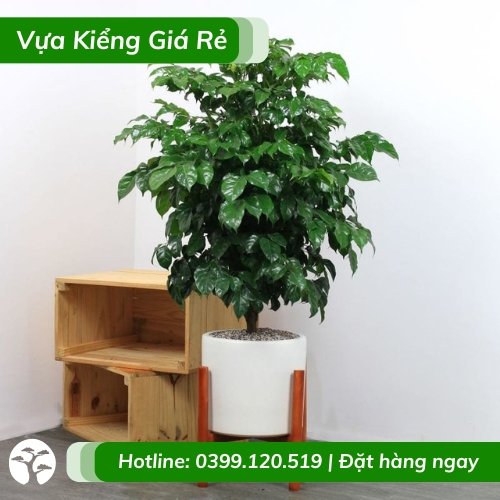 Cây hạnh phúc 1 cốt trồng chậu ý nghĩa