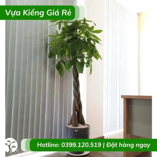 Cây kim ngân thắt bím trồng chậu đẹp – ý nghĩa