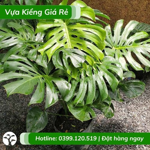 Chậu cây trầu bà nam mỹ nội thất