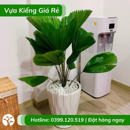 Chậu cây kè nhật