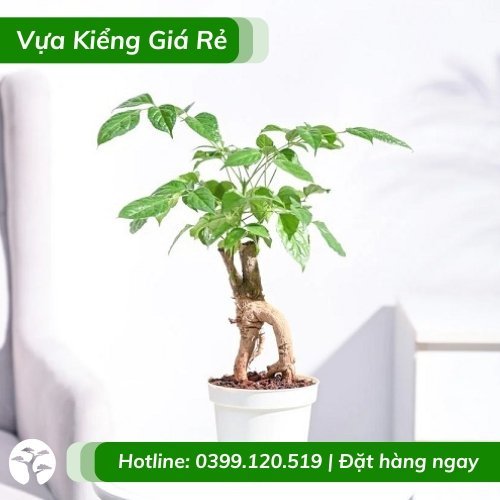 Cây hạnh phúc bonsai để bàn phong thủy