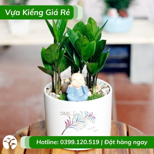 Cây kim tiền để bàn – Trồng chậu nhỏ để bàn phong thủy