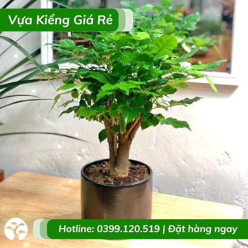 Cây hạnh phúc để bàn – nội thất phong thủy
