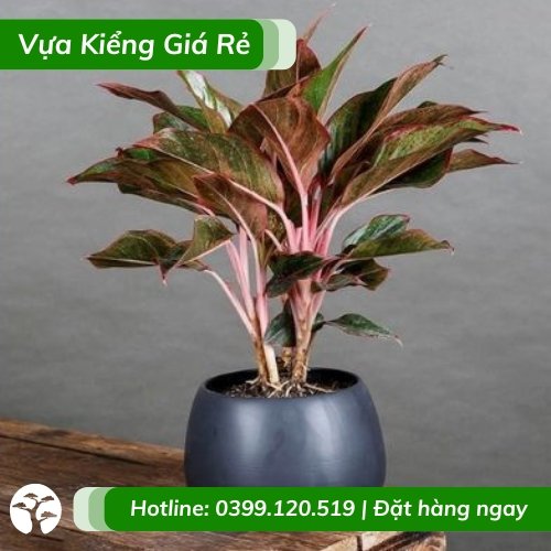 Cây phú quý trồng chậu để bàn mang ý nghĩa tốt