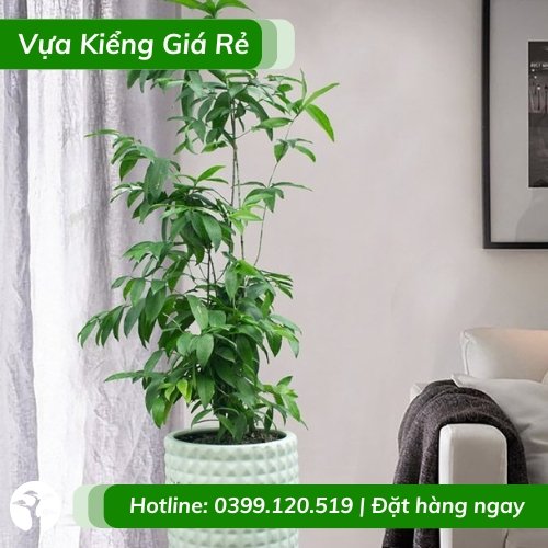 Cây trúc nhật trồng chậu sống bền