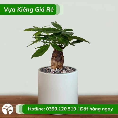 Cây kim ngân một thân trồng chậu để bàn