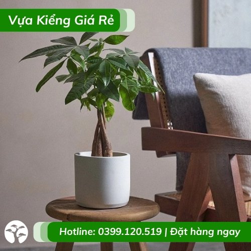Cây kim ngân thắt bím để bàn ý nghĩa