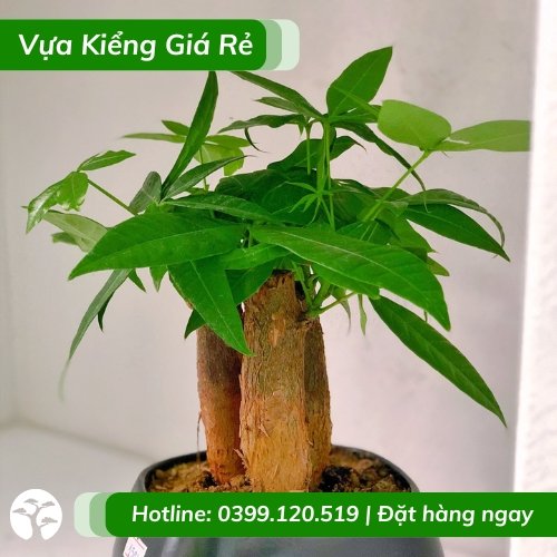Cây kim ngân 3 thân – chậu để bàn làm việc