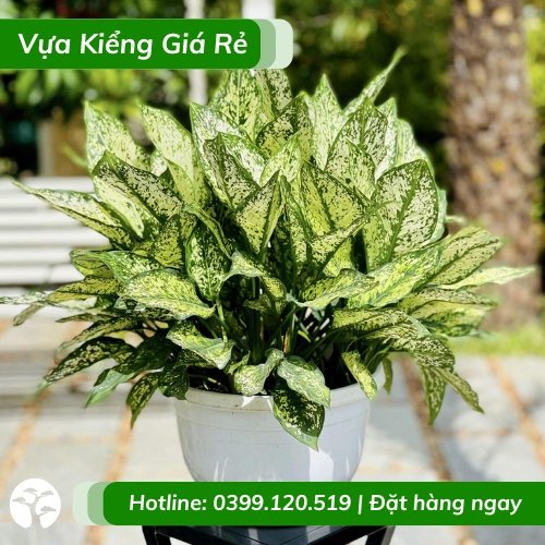 Cây ngọc ngân chậu để bàn