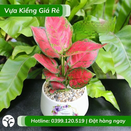 Cây vạn lộc lá đỏ chậu để bàn