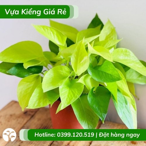 Cây trầu bà thái vàng để bàn chậu nhỏ phong thủy