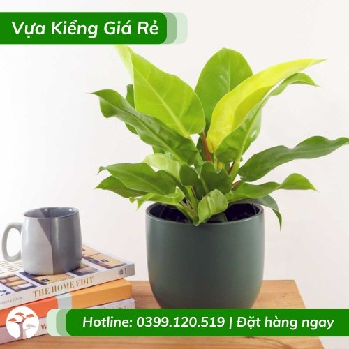 Cây trầu bà đế vương vàng chậu để bàn