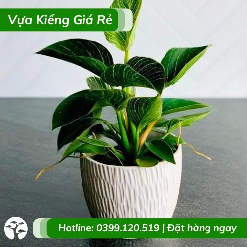 Cây trầu bà đế vương hoàng kim chậu để bàn