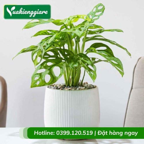 Cây trầu bà cửa lỗ chậu để bàn