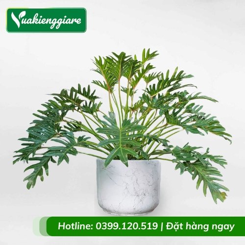 Cây trầu bà chân vịt trồng chậu để bàn