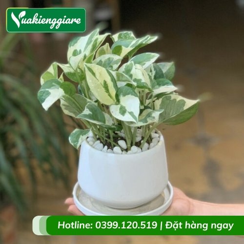 Cây trầu bà cẩm thạch trồng chậu để bàn