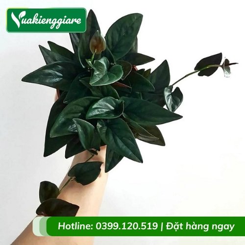 Cây trầu bà tím chậu để bàn phong thủy
