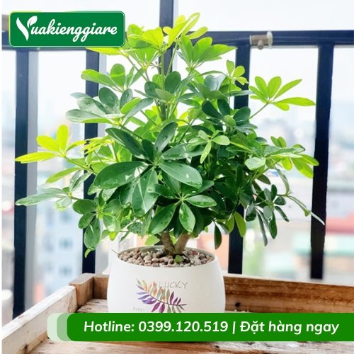 Cây ngũ gia bì trồng chậu để bàn