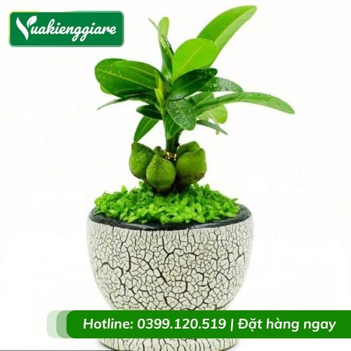 Cây may mắn tài lộc để bàn