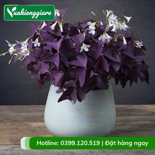 Cây bướm đêm trồng chậu để bàn