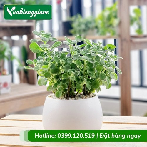 Cây nhất mạt hương trồng chậu để bàn
