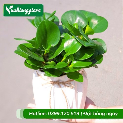 Cây trường sinh lá xanh trồng chậu để bàn